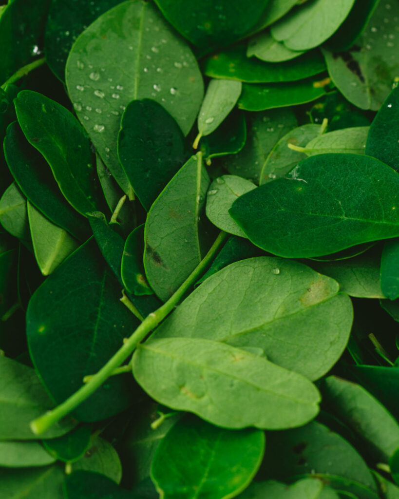 This is a close up picture of moringa leaves also known as murungai keerai or malunggay or drumstick leaves